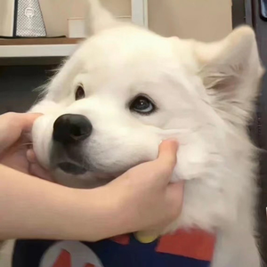 一二三区精品无码视频
